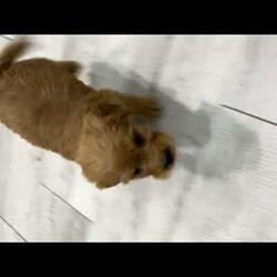 Lucy/Mini Goldendoodle									Puppy/Female														/7 Weeks,Meet Lucy! This sweet and adorable Mini Goldendoodle is looking for a forever family!