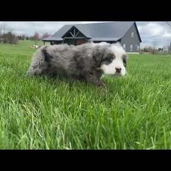 Skyler/Mini Bernedoodle									Puppy/Male																/7 Weeks,Hello there! I’m Skyler, a beautiful Blue Merle Mini Bernedoodle puppy and i would love to come home with you! Skyler is very happy, playful and very well socialized with children! I would love to fill your home with all of my puppy love! I have been vet checked, microchipped and am up to date on vaccinations and dewormings and will come with a one year genetic health guarantee. You’re welcome to stop by and look at these lovely Mini Bernedoodles anytime and see for yourself how much love they get!
