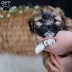Hendrix/Teddy Bear									Puppy/Male																/8 Weeks,To contact the breeder about this puppy, click on the “View Breeder Info” tab above.