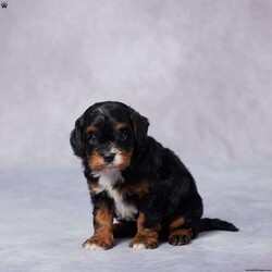 Colin/Cavapoo									Puppy/Male	/6 Weeks,Meet Colin, a sweet F1 Cavapoo with a heart full of love and a playful spirit! Raised in a caring environment, Colin has been well socialized and is used to being around people, making him a great fit for families of all sizes. He’s been vet checked, is up to date on vaccines and dewormer, and comes microchipped for your peace of mind. Colin also comes with a health guarantee, so you can feel confident bringing him home. His parents are AKC registered and have been genetically health tested, giving him a strong, healthy start. Colin is ready to bring joy, cuddles, and fun to his forever home. Delivery options are available if you’re not nearby. Don’t wait—Colin can’t wait to meet you!