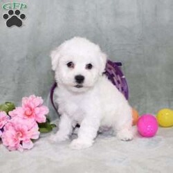 Quade/Bichon Frise									Puppy/Male	/12 Weeks,Here comes a playful AKC Bichon Frise puppy who is already started on potty training and crate training!  This pup will be small as an adult since the parents were only 10lbs-12lbs. This cutie is born to parents who are Genetically Tested for breed specific hereditary issues recommended by Embark Vet and their results show that this litter of puppies will not have any issues that will adversely affect their health. While other Bichons may suffer from health issues as they age, this pup has no predispositions to Bichon health concerns that will adversely affect their health!  Each pup in this litter is up to date on shots and dewormer and vet checked and well socialized with children, teens, adults, and other puppies! We offer the option for  a 1 Year Genetic Health Guarantee! This puppy can have limited AKC or ACA papers and be microchipped for an extra fee!