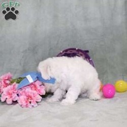 Quade/Bichon Frise									Puppy/Male	/12 Weeks,Here comes a playful AKC Bichon Frise puppy who is already started on potty training and crate training!  This pup will be small as an adult since the parents were only 10lbs-12lbs. This cutie is born to parents who are Genetically Tested for breed specific hereditary issues recommended by Embark Vet and their results show that this litter of puppies will not have any issues that will adversely affect their health. While other Bichons may suffer from health issues as they age, this pup has no predispositions to Bichon health concerns that will adversely affect their health!  Each pup in this litter is up to date on shots and dewormer and vet checked and well socialized with children, teens, adults, and other puppies! We offer the option for  a 1 Year Genetic Health Guarantee! This puppy can have limited AKC or ACA papers and be microchipped for an extra fee!