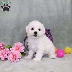 Quade/Bichon Frise									Puppy/Male	/12 Weeks,Here comes a playful AKC Bichon Frise puppy who is already started on potty training and crate training!  This pup will be small as an adult since the parents were only 10lbs-12lbs. This cutie is born to parents who are Genetically Tested for breed specific hereditary issues recommended by Embark Vet and their results show that this litter of puppies will not have any issues that will adversely affect their health. While other Bichons may suffer from health issues as they age, this pup has no predispositions to Bichon health concerns that will adversely affect their health!  Each pup in this litter is up to date on shots and dewormer and vet checked and well socialized with children, teens, adults, and other puppies! We offer the option for  a 1 Year Genetic Health Guarantee! This puppy can have limited AKC or ACA papers and be microchipped for an extra fee!