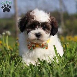 Lonnie/Teddy Bear									Puppy/Male	/9 Weeks,Meet Lonnie, the sweetest Teddy Bear around! With his adorable face and those big puppy dog eyes, he’s definitely got us all wrapped around his little paw. This little sweetheart has a soft, silky coat and a playful, rambunctious personality that’s hard to resist. Highly trainable, focused, and irresistibly cute, Lonnie is the perfect match for family life. If you’re looking for a dog that can keep up with the energy of a busy family, he’s the one for you! 