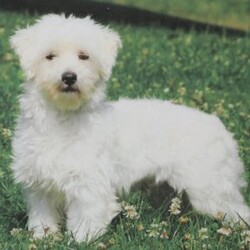 Sawyer/Maltipoo									Puppy/Male	/8 Weeks,Meet Sawyer, a socialized Maltipoo puppy that is being family raised with children. This cute pooch is vet checked and is up to date on shots & wormer plus the breeder provides a 1-year genetic health guarantee for him. To learn more about this fluffy little boy, call the breeder today!
