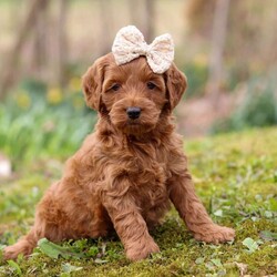 Lucy/Cockapoo									Puppy/Female	/8 Weeks,Meet Lucy, the most adorable and outgoing Cockapoo puppy you’ll ever meet! She’s the perfect blend of playful energy and sweet affection. The Poodle in her makes her incredibly smart and eager to learn—she picks up new tricks in no time and loves showing off her skills. Her Cocker Spaniel side brings a loving, people-focused personality, making her the ultimate cuddle buddy and constant companion. With her soft, hypoallergenic coat that sheds very little, Lucy is a great choice for families or individuals with allergies. Whether she’s strutting her stuff on a walk, chasing toys with enthusiasm, or curling up for a cozy snuggle, she fills every moment with sunshine and joy!