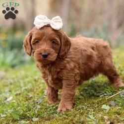 Lucy/Cockapoo									Puppy/Female	/8 Weeks,Meet Lucy, the most adorable and outgoing Cockapoo puppy you’ll ever meet! She’s the perfect blend of playful energy and sweet affection. The Poodle in her makes her incredibly smart and eager to learn—she picks up new tricks in no time and loves showing off her skills. Her Cocker Spaniel side brings a loving, people-focused personality, making her the ultimate cuddle buddy and constant companion. With her soft, hypoallergenic coat that sheds very little, Lucy is a great choice for families or individuals with allergies. Whether she’s strutting her stuff on a walk, chasing toys with enthusiasm, or curling up for a cozy snuggle, she fills every moment with sunshine and joy!