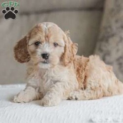 Bo/Cockapoo									Puppy/Male	/11 Weeks,Are you looking for a loveable and cuddly best friend? You will want to meet our family raised Cockapoos! They love to play and cuddle and will make a wonderful addition to your home. These puppies will be ready to go home on April 17th!