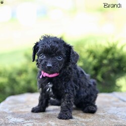 Brandi/Toy Poodle									Puppy/Female	/7 Weeks,Our adorable Toy Poodle puppies are looking for loving forever homes where they can bring joy, companionship, and cuddles! These sweet pups are family-raised with love, ensuring they are well-socialized and used to everyday life, including children .Their playful personalities and affectionate nature make them ideal for both individuals and families alike.