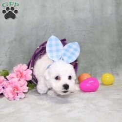 Quade/Bichon Frise									Puppy/Male	/12 Weeks,Here comes a playful AKC Bichon Frise puppy who is already started on potty training and crate training!  This pup will be small as an adult since the parents were only 10lbs-12lbs. This cutie is born to parents who are Genetically Tested for breed specific hereditary issues recommended by Embark Vet and their results show that this litter of puppies will not have any issues that will adversely affect their health. While other Bichons may suffer from health issues as they age, this pup has no predispositions to Bichon health concerns that will adversely affect their health!  Each pup in this litter is up to date on shots and dewormer and vet checked and well socialized with children, teens, adults, and other puppies! We offer the option for  a 1 Year Genetic Health Guarantee! This puppy can have limited AKC or ACA papers and be microchipped for an extra fee!