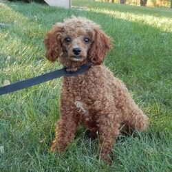 Finn/Mini Goldendoodle									Puppy/Male	/9 Weeks,Prepare to fall in love! My name is Finn and I’m the sweetest F1b mini goldendoodle! One look into my warm, loving eyes and at my super soft fluffy coat and I’ll be sure to have captured your heart already! I’m very happy, playful and very kid friendly and I would love to fill your home with all my puppy love!! I have a very sweet personality, and I love giving kisses. I stand out above the rest with my sweet, loving personality and my cute red coat! I will come to you vet checked and up to date on all vaccinations and dewormings . I come with a 1-year guarantee with the option of extending it to a 3-year guarantee and shipping is available! My mother is Willow, an F1 Goldendoodle weighing 30# and my father is Theo, an AKC 6# toy Poodle! Both of my parents are very calm and kid friendly which will make me the same!! I will grow to approx. 17-19# and I will be hypoallergenic and non shedding!!!… Why wait when you know I’m the one for you? Call or text Martha to make me the newest addition to your family and get ready to spend a lifetime of tail wagging fun with me! (7% sales tax on in home pickups)