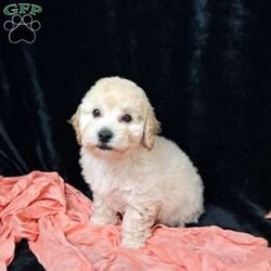 Nova/Bich-Poo									Puppy/Female	/13 Weeks,         Hi, I’m nova just look at my beautiful coat!!  I’m a sweet little tot .. I have an awesome Personality I’m playful I would love to cuddle on your lap ,and go places with you.. I am vet  check by a professional Veterinarian  , I’m up to date on vaccines and dewormer , Also microchipped, My dad weighs 13 pounds.My mom weighs 9.65 pounds .. I would love for you to come meet me , To schedule an appointment please call      