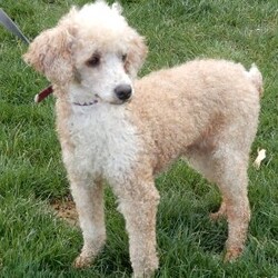 Parker/Mini Goldendoodle									Puppy/Male	/7 Weeks,Prepare to fall in love! My name is Parker and I’m the sweetest F1b mini goldendoodle! One look into my warm, loving eyes and at my super soft fluffy coat and I’ll be sure to have captured your heart already! I’m very happy, playful and very kid friendly and I would love to fill your home with all my puppy love!! I have a very sweet personality, and I love giving kisses. I stand out above the rest with my sweet, loving personality and my beautiful white coat! I will come to you vet checked and up to date on all vaccinations and dewormings . I come with a 1-year guarantee with the option of extending it to a 3-year guarantee and shipping is available! My mother is Sophie, our sweet F1 mini Goldendoodle weighing 38# and my father is Zeke, a 10# mini Poodle and he is genetic tested clear! Both of my parents are very sweet and kid friendly which will make me the same!! I will grow to approx. 18-25# and I will be hypoallergenic and non shedding!!!… Why wait when you know I’m the one for you? Call or text Martha to make me the newest addition to your family and get ready to spend a lifetime of tail wagging fun with me! (7% sales tax on in home pickups)