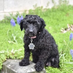 Brandi/Toy Poodle									Puppy/Female	/7 Weeks,Our adorable Toy Poodle puppies are looking for loving forever homes where they can bring joy, companionship, and cuddles! These sweet pups are family-raised with love, ensuring they are well-socialized and used to everyday life, including children .Their playful personalities and affectionate nature make them ideal for both individuals and families alike.