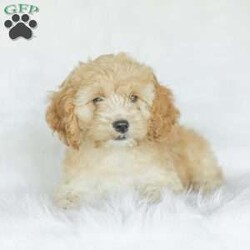 Bo/Cockapoo									Puppy/Male	/11 Weeks,Are you looking for a loveable and cuddly best friend? You will want to meet our family raised Cockapoos! They love to play and cuddle and will make a wonderful addition to your home. These puppies will be ready to go home on April 17th!