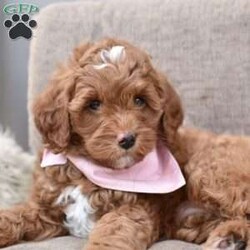 Gracie/Mini Goldendoodle									Puppy/Female	/7 Weeks,These adorable puppies are filled with curiosity and energy that will keep you on your toes! Their playful nature and eagerness for exploration make every day an adventure with these little furballs. Spoiled with lots of love and attention, they have started crate training and litter box training early on, showing remarkable progress and adaptability. Watching them learn and grow is a heartwarming experience, reminding you that the little things in life truly matter. Get ready for endless cuddles, wiggling tails, and puppy kisses as these charming pups bring unending joy and excitement into your home.