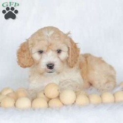 Bo/Cockapoo									Puppy/Male	/11 Weeks,Are you looking for a loveable and cuddly best friend? You will want to meet our family raised Cockapoos! They love to play and cuddle and will make a wonderful addition to your home. These puppies will be ready to go home on April 17th!