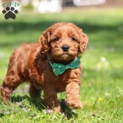 Jack/Cockapoo									Puppy/Male	/7 Weeks,Meet Jack, an irresistibly sweet and handsome little Cockapoo puppy! Playful and curious, he loves to explore his  surroundings, chase after toys, and hang out with his favorite people. Whether he’s showing off his adorable puppy zoomies or snuggling up for a good nap, he will bring endless joy to your home. While Cocker Spaniels are known for their sweet, affectionate temperament, Poodles bring intelligence and a playful spark — and this little boy is the perfect blend of both!