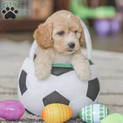 Bo/Cockapoo									Puppy/Male	/11 Weeks,Are you looking for a loveable and cuddly best friend? You will want to meet our family raised Cockapoos! They love to play and cuddle and will make a wonderful addition to your home. These puppies will be ready to go home on April 17th!