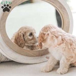 Bo/Cockapoo									Puppy/Male	/11 Weeks,Are you looking for a loveable and cuddly best friend? You will want to meet our family raised Cockapoos! They love to play and cuddle and will make a wonderful addition to your home. These puppies will be ready to go home on April 17th!