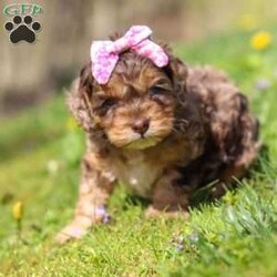 Angel/Cockapoo									Puppy/Female	/7 Weeks,Meet this beautiful Cockapoo puppy, Angel! She is a perfect bundle of joy with a bubbly, playful personality and an irresistibly lush coat. Full of charm and energy, this little one is always ready for an adventure or a cuddle, making every day brighter with tail wags and puppy kisses. With their affectionate nature and cheerful spirit, they’re the perfect companion for families, couples, or anyone looking for a loyal, loving friend. This gorgeous pup is sure to turn heads and steal hearts wherever they go!