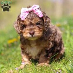 Angel/Cockapoo									Puppy/Female	/7 Weeks,Meet this beautiful Cockapoo puppy, Angel! She is a perfect bundle of joy with a bubbly, playful personality and an irresistibly lush coat. Full of charm and energy, this little one is always ready for an adventure or a cuddle, making every day brighter with tail wags and puppy kisses. With their affectionate nature and cheerful spirit, they’re the perfect companion for families, couples, or anyone looking for a loyal, loving friend. This gorgeous pup is sure to turn heads and steal hearts wherever they go!