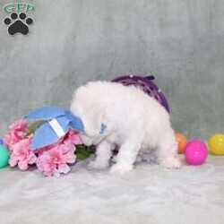 Quade/Bichon Frise									Puppy/Male	/12 Weeks,Here comes a playful AKC Bichon Frise puppy who is already started on potty training and crate training!  This pup will be small as an adult since the parents were only 10lbs-12lbs. This cutie is born to parents who are Genetically Tested for breed specific hereditary issues recommended by Embark Vet and their results show that this litter of puppies will not have any issues that will adversely affect their health. While other Bichons may suffer from health issues as they age, this pup has no predispositions to Bichon health concerns that will adversely affect their health!  Each pup in this litter is up to date on shots and dewormer and vet checked and well socialized with children, teens, adults, and other puppies! We offer the option for  a 1 Year Genetic Health Guarantee! This puppy can have limited AKC or ACA papers and be microchipped for an extra fee!