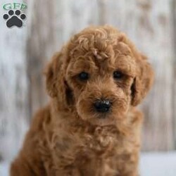 Oscar/Mini Goldendoodle									Puppy/Male	/6 Weeks,Looking for a sweet and cuddly puppy to bring joy to your life? Then look no further! The generation of this puppy is f1bb. Family raised, up to date on shots and dewormer, and comes with a 1 year genetic health guarantee. He’s socialized with our children, who help care for the puppies!! He comes with a small bag of food, blanket, toy and a collar. Give us a call today! We’re open Monday-Saturday 8-8 and closed on Sundays. Sunday messages will be returned on Monday. Country Echoes Kennel,  Raymond Lapp Sunbury Pa 17801 Pa Kennel License #17927