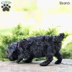 Brandi/Toy Poodle									Puppy/Female	/7 Weeks,Our adorable Toy Poodle puppies are looking for loving forever homes where they can bring joy, companionship, and cuddles! These sweet pups are family-raised with love, ensuring they are well-socialized and used to everyday life, including children .Their playful personalities and affectionate nature make them ideal for both individuals and families alike.