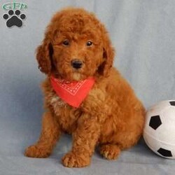 Finn/Mini Goldendoodle									Puppy/Male	/9 Weeks,Prepare to fall in love! My name is Finn and I’m the sweetest F1b mini goldendoodle! One look into my warm, loving eyes and at my super soft fluffy coat and I’ll be sure to have captured your heart already! I’m very happy, playful and very kid friendly and I would love to fill your home with all my puppy love!! I have a very sweet personality, and I love giving kisses. I stand out above the rest with my sweet, loving personality and my cute red coat! I will come to you vet checked and up to date on all vaccinations and dewormings . I come with a 1-year guarantee with the option of extending it to a 3-year guarantee and shipping is available! My mother is Willow, an F1 Goldendoodle weighing 30# and my father is Theo, an AKC 6# toy Poodle! Both of my parents are very calm and kid friendly which will make me the same!! I will grow to approx. 17-19# and I will be hypoallergenic and non shedding!!!… Why wait when you know I’m the one for you? Call or text Martha to make me the newest addition to your family and get ready to spend a lifetime of tail wagging fun with me! (7% sales tax on in home pickups)