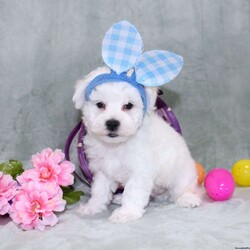 Quade/Bichon Frise									Puppy/Male	/12 Weeks,Here comes a playful AKC Bichon Frise puppy who is already started on potty training and crate training!  This pup will be small as an adult since the parents were only 10lbs-12lbs. This cutie is born to parents who are Genetically Tested for breed specific hereditary issues recommended by Embark Vet and their results show that this litter of puppies will not have any issues that will adversely affect their health. While other Bichons may suffer from health issues as they age, this pup has no predispositions to Bichon health concerns that will adversely affect their health!  Each pup in this litter is up to date on shots and dewormer and vet checked and well socialized with children, teens, adults, and other puppies! We offer the option for  a 1 Year Genetic Health Guarantee! This puppy can have limited AKC or ACA papers and be microchipped for an extra fee!
