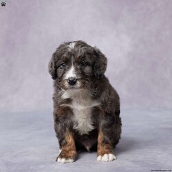 Arnie/Mini Bernedoodle									Puppy/Male	/8 Weeks,Meet Arnie, a sweet F1 Mini Bernedoodle who’s ready to steal your heart! With his gentle eyes and playful spirit, Arnie is more than just a puppy—he’s a loyal friend in the making. Raised in a loving environment, he’s been showered with care and attention from day one. He’s well-socialized, great with people, and always up for a cuddle or a game of fetch. Arnie is vet checked, up to date on vaccines and dewormer, and microchipped for your peace of mind. He also comes with a health guarantee. His parents are AKC registered and have been genetically tested, so you can feel confident in his background. If you’re looking for a happy, healthy pup to complete your family, Arnie might be the one. Delivery options available!