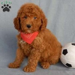 Finn/Mini Goldendoodle									Puppy/Male	/9 Weeks,Prepare to fall in love! My name is Finn and I’m the sweetest F1b mini goldendoodle! One look into my warm, loving eyes and at my super soft fluffy coat and I’ll be sure to have captured your heart already! I’m very happy, playful and very kid friendly and I would love to fill your home with all my puppy love!! I have a very sweet personality, and I love giving kisses. I stand out above the rest with my sweet, loving personality and my cute red coat! I will come to you vet checked and up to date on all vaccinations and dewormings . I come with a 1-year guarantee with the option of extending it to a 3-year guarantee and shipping is available! My mother is Willow, an F1 Goldendoodle weighing 30# and my father is Theo, an AKC 6# toy Poodle! Both of my parents are very calm and kid friendly which will make me the same!! I will grow to approx. 17-19# and I will be hypoallergenic and non shedding!!!… Why wait when you know I’m the one for you? Call or text Martha to make me the newest addition to your family and get ready to spend a lifetime of tail wagging fun with me! (7% sales tax on in home pickups)