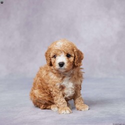 Hugo/Cavapoo									Puppy/Male	/6 Weeks,Meet Hugo, a sweet F1 Cavapoo who’s ready to bring love and happiness to his forever home! Raised with care in a warm, caring environment, Hugo is well socialized and enjoys being around people. He’s been vet checked, is up to date on vaccines and dewormer, and is microchipped for your peace of mind. Hugo also comes with a health guarantee to help you feel confident in your choice. His parents are AKC registered and genetically health tested, giving him a great start in life. With his soft coat, loving nature, and playful heart, Hugo is the perfect companion for families, singles, or anyone in between. Delivery options are available to make bringing Hugo home easy and stress-free. He’s ready to be your new best friend!