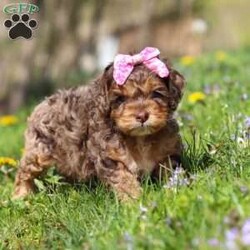 Angel/Cockapoo									Puppy/Female	/7 Weeks,Meet this beautiful Cockapoo puppy, Angel! She is a perfect bundle of joy with a bubbly, playful personality and an irresistibly lush coat. Full of charm and energy, this little one is always ready for an adventure or a cuddle, making every day brighter with tail wags and puppy kisses. With their affectionate nature and cheerful spirit, they’re the perfect companion for families, couples, or anyone looking for a loyal, loving friend. This gorgeous pup is sure to turn heads and steal hearts wherever they go!