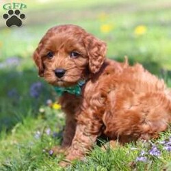 Jack/Cockapoo									Puppy/Male	/7 Weeks,Meet Jack, an irresistibly sweet and handsome little Cockapoo puppy! Playful and curious, he loves to explore his  surroundings, chase after toys, and hang out with his favorite people. Whether he’s showing off his adorable puppy zoomies or snuggling up for a good nap, he will bring endless joy to your home. While Cocker Spaniels are known for their sweet, affectionate temperament, Poodles bring intelligence and a playful spark — and this little boy is the perfect blend of both!