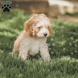 Bo/Cockapoo									Puppy/Male	/11 Weeks,Are you looking for a loveable and cuddly best friend? You will want to meet our family raised Cockapoos! They love to play and cuddle and will make a wonderful addition to your home. These puppies will be ready to go home on April 17th!