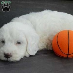 Parker/Mini Goldendoodle									Puppy/Male	/7 Weeks,Prepare to fall in love! My name is Parker and I’m the sweetest F1b mini goldendoodle! One look into my warm, loving eyes and at my super soft fluffy coat and I’ll be sure to have captured your heart already! I’m very happy, playful and very kid friendly and I would love to fill your home with all my puppy love!! I have a very sweet personality, and I love giving kisses. I stand out above the rest with my sweet, loving personality and my beautiful white coat! I will come to you vet checked and up to date on all vaccinations and dewormings . I come with a 1-year guarantee with the option of extending it to a 3-year guarantee and shipping is available! My mother is Sophie, our sweet F1 mini Goldendoodle weighing 38# and my father is Zeke, a 10# mini Poodle and he is genetic tested clear! Both of my parents are very sweet and kid friendly which will make me the same!! I will grow to approx. 18-25# and I will be hypoallergenic and non shedding!!!… Why wait when you know I’m the one for you? Call or text Martha to make me the newest addition to your family and get ready to spend a lifetime of tail wagging fun with me! (7% sales tax on in home pickups)