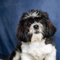 Adopt a dog:Joell/Shih Tzu/Male/29 weeks,Hi, I'm Joell! I'm a 29-week-old male Shih Tzu with a beautiful black & white coat, born on October 12, which makes me a Libra pup. I am ready now to plan my trip to my forever family. Once I reach my adult size, I'm expected to weigh between 9–16 lbs. I'm ACA registered. I'm ready to sprinkle a little bit of joy into your life.