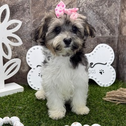 Adopt a dog:Kiyomi/Havanese/Female/13 weeks,Hi, I'm Kiyomi! I'm a 13-week-old female Havanese with a beautiful black & tan coat, born on February 6, which makes me an Aquarius pup. I am ready now to plan my trip to my forever family. Once I reach my adult size, I'm expected to weigh between 7–13 lbs. I'm AKC registered. My little paws are itching to meet my forever family.