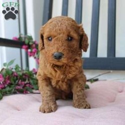 Abigail/Mini Goldendoodle									Puppy/Female	/7 Weeks,Curls, kisses, wiggles, and puppy breath… These Mini Goldendoodles have it all! The mother Angie is a Miniature Goldendoodle and the father Johnny Boy is a Miniature Poodle so this pup would be the perfect fit for an allergy sufferer or family who wants a puppy who won’t shed! Each puppy comes up to date on shots and dewormer and is vet checked. The breeder has ensured that the puppies are well socialized as well! If you would like to learn more about how you can add this cutie pie to your home contact the King Family today! 