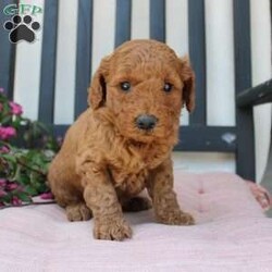 Abigail/Mini Goldendoodle									Puppy/Female	/7 Weeks,Curls, kisses, wiggles, and puppy breath… These Mini Goldendoodles have it all! The mother Angie is a Miniature Goldendoodle and the father Johnny Boy is a Miniature Poodle so this pup would be the perfect fit for an allergy sufferer or family who wants a puppy who won’t shed! Each puppy comes up to date on shots and dewormer and is vet checked. The breeder has ensured that the puppies are well socialized as well! If you would like to learn more about how you can add this cutie pie to your home contact the King Family today! 