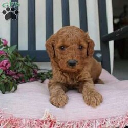 Abigail/Mini Goldendoodle									Puppy/Female	/7 Weeks,Curls, kisses, wiggles, and puppy breath… These Mini Goldendoodles have it all! The mother Angie is a Miniature Goldendoodle and the father Johnny Boy is a Miniature Poodle so this pup would be the perfect fit for an allergy sufferer or family who wants a puppy who won’t shed! Each puppy comes up to date on shots and dewormer and is vet checked. The breeder has ensured that the puppies are well socialized as well! If you would like to learn more about how you can add this cutie pie to your home contact the King Family today! 