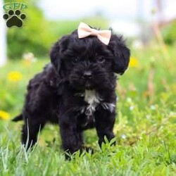 Pearl/Cavapoo									Puppy/Female	/8 Weeks,This sweet Cavapoo, Pearl, is the definition of charm and cuddles, with a cozy, velvety-soft coat that’s perfect for snuggling. With a heart as big as their gentle eyes, this pup is full of affection and loyalty, always eager to be by your side. Whether curled up on the couch or tagging along on adventures, this Cavapoo brings warmth, love, and endless tail wags to every moment.