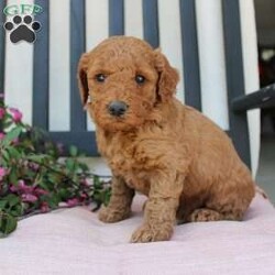 Abigail/Mini Goldendoodle									Puppy/Female	/7 Weeks,Curls, kisses, wiggles, and puppy breath… These Mini Goldendoodles have it all! The mother Angie is a Miniature Goldendoodle and the father Johnny Boy is a Miniature Poodle so this pup would be the perfect fit for an allergy sufferer or family who wants a puppy who won’t shed! Each puppy comes up to date on shots and dewormer and is vet checked. The breeder has ensured that the puppies are well socialized as well! If you would like to learn more about how you can add this cutie pie to your home contact the King Family today! 
