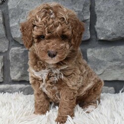Max/Toy Poodle									Puppy/Male	/7 Weeks,Hi my name is Max. I’m a cute loving toy poodle boy. I’m great with kids and other pets. I’m up to date on shots and dewormings. I’m looking for a loving indoor home. I offer a one year health guarantee. Shipping options are available anywhere in the US. All Sunday calls are returned on Mondays. Thanks Jon
