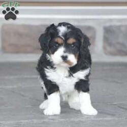 Bentley/Cavapoo									Puppy/Male	/April 7th, 2025,Bentley is a sweetheart raised with the kind of love and care that a puppy needs for a great start in life! He also enjoys a special diet for optimal health. Call, text, or email to schedule your meet with this sweet boy! (we also offer facetime meetings)