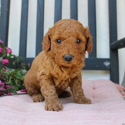 Abigail/Mini Goldendoodle									Puppy/Female	/7 Weeks,Curls, kisses, wiggles, and puppy breath… These Mini Goldendoodles have it all! The mother Angie is a Miniature Goldendoodle and the father Johnny Boy is a Miniature Poodle so this pup would be the perfect fit for an allergy sufferer or family who wants a puppy who won’t shed! Each puppy comes up to date on shots and dewormer and is vet checked. The breeder has ensured that the puppies are well socialized as well! If you would like to learn more about how you can add this cutie pie to your home contact the King Family today! 