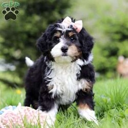 Rosie/Mini Bernedoodle									Puppy/Female	/9 Weeks,Meet this sweet Mini Bernedoodle girl named Rosie, an affectionate and playful companion with a soft, curly coat and gentle eyes that are hard to resist. She’s always down for a playtime session outside or going on a walk! She’s a great fit for families, couples, or anyone looking for a loyal friend to share everyday adventures. With her low-shedding coat, she’s considered hypoallergenic—an ideal choice for those with mild allergies or anyone who prefers less fur around the house.