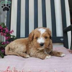 Randy/Mini Goldendoodle									Puppy/Male	/7 Weeks,Here comes the most lovable Mini Goldendoodle puppy with soft red curls and a wiggly puppy tail! Each puppy in this litter comes up to date on shots and dewormer and vet checked! The breeder has ensured that each puppy was played with by children and teens to make sure there will be a smooth transition to any home environment. If you are looking to add a hypoallergenic puppy to your home contact the King Family today! 